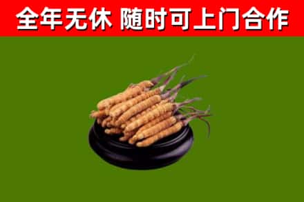 红古烟酒回收冬虫夏草.jpg