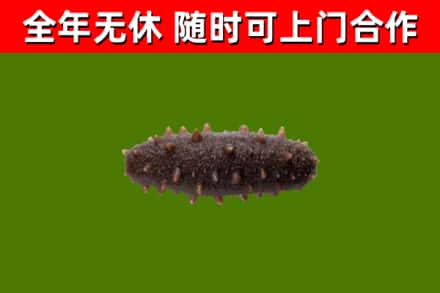 红古烟酒回收干海参.jpg